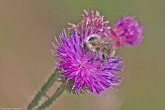  Bunte Hummel Bombus sylvarum