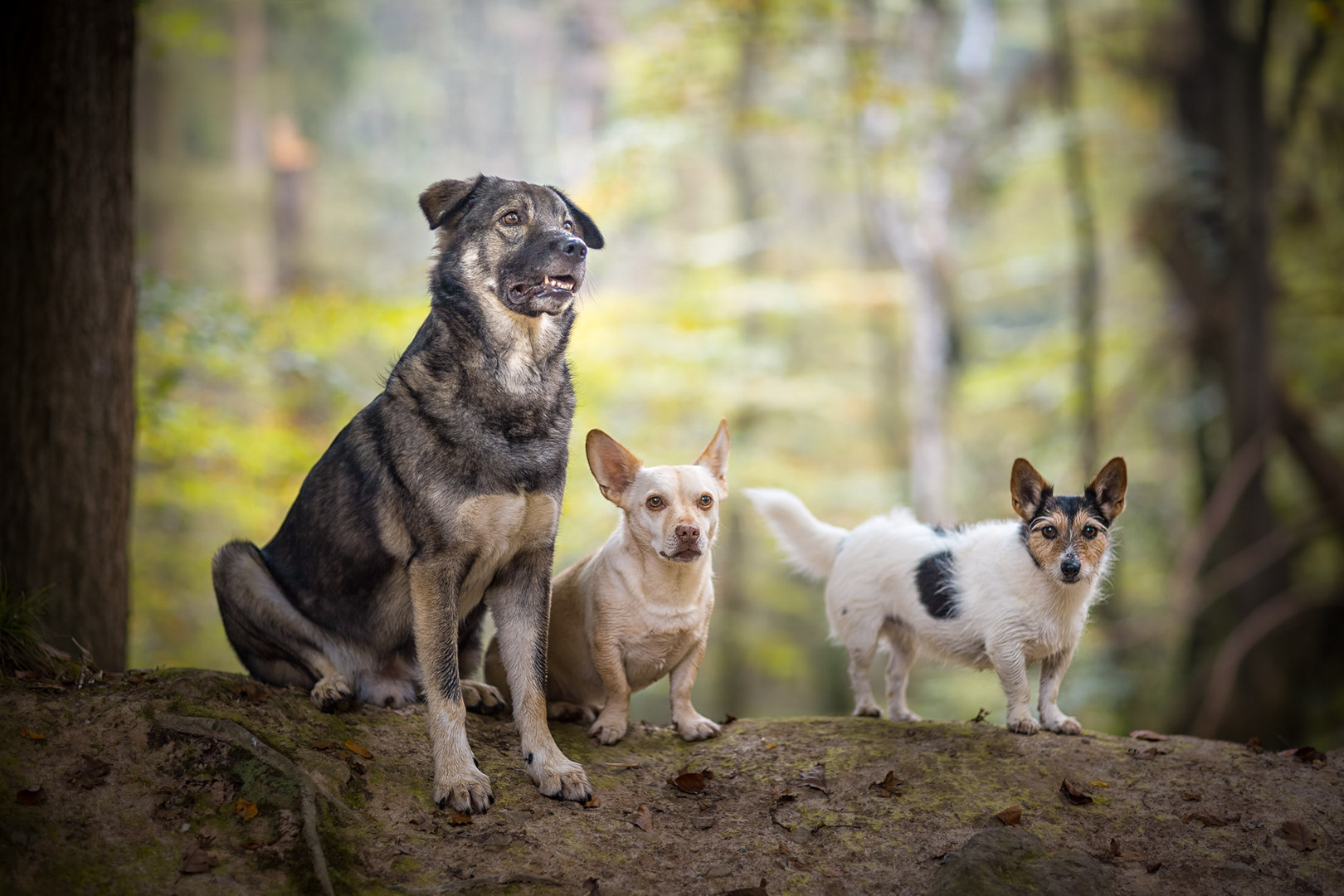 bunte hunde wald