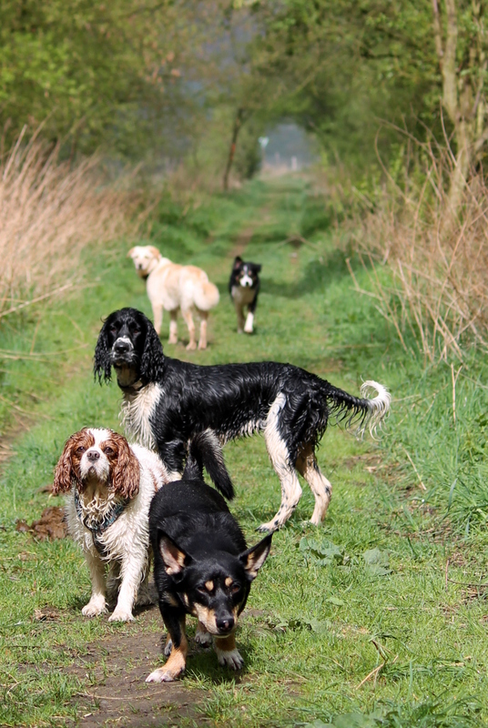 bunte Hunderunde!