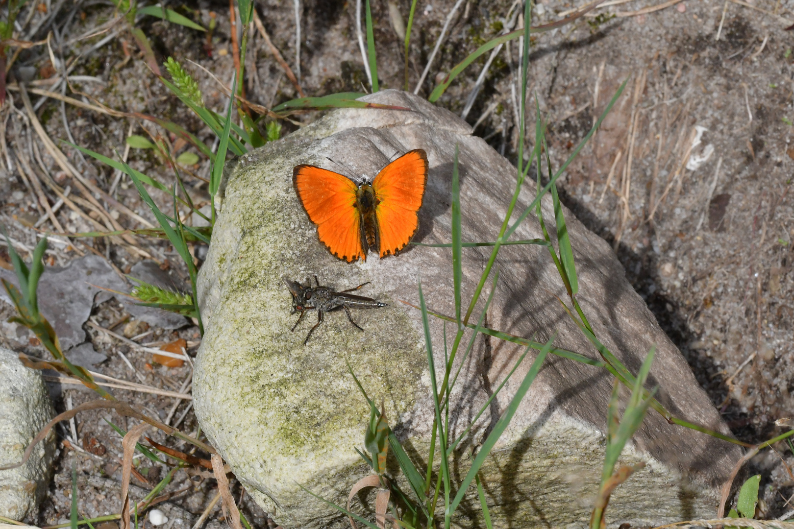 Bunte Insektengesellschaft auf einem Stein