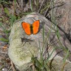 Bunte Insektengesellschaft auf einem Stein