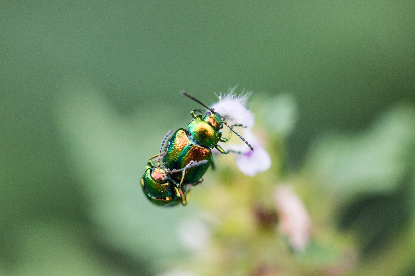 bunte Käfer