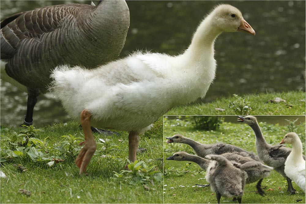 Bunte kanadische Gänsefamilie