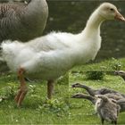 Bunte kanadische Gänsefamilie