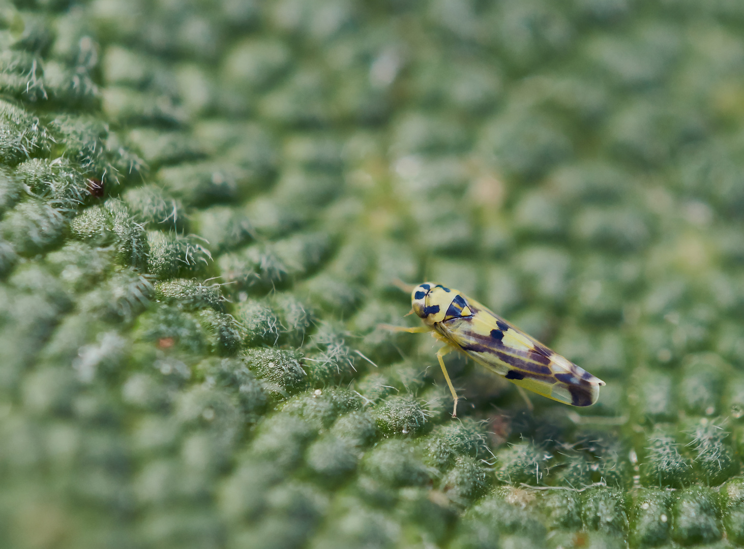 Bunte Kartoffelblattzikade (Eupteryx c.f. atropunctata)