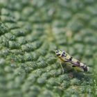 Bunte Kartoffelblattzikade (Eupteryx c.f. atropunctata)