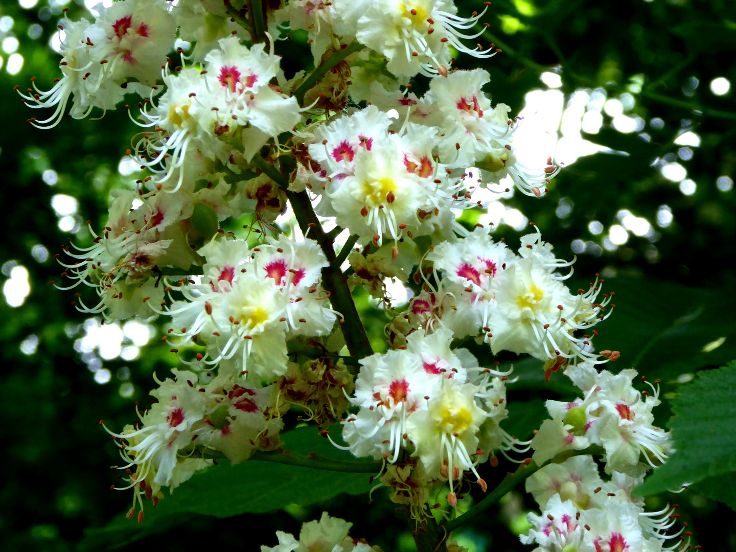 Bunte Kastanienblüten