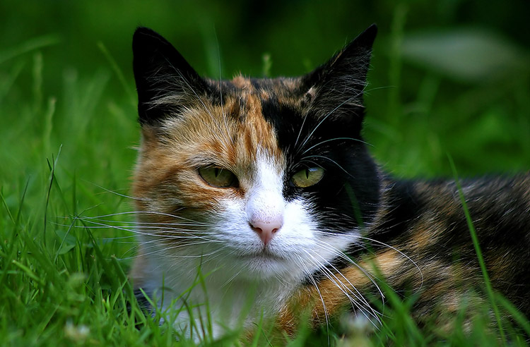 Bunte Katze Foto Bild Tiere Haustiere Katzen Bilder Auf Fotocommunity
