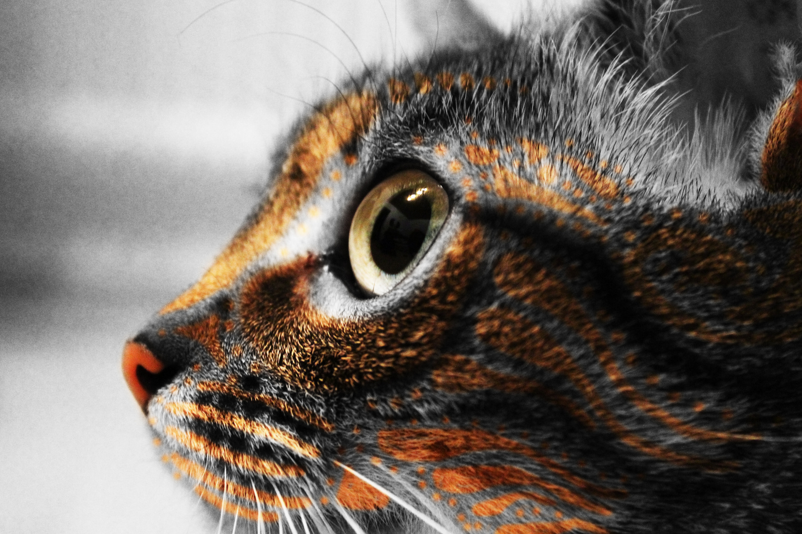 Bunte Katze Foto Bild Tiere Haustiere Katzen Bilder Auf Fotocommunity