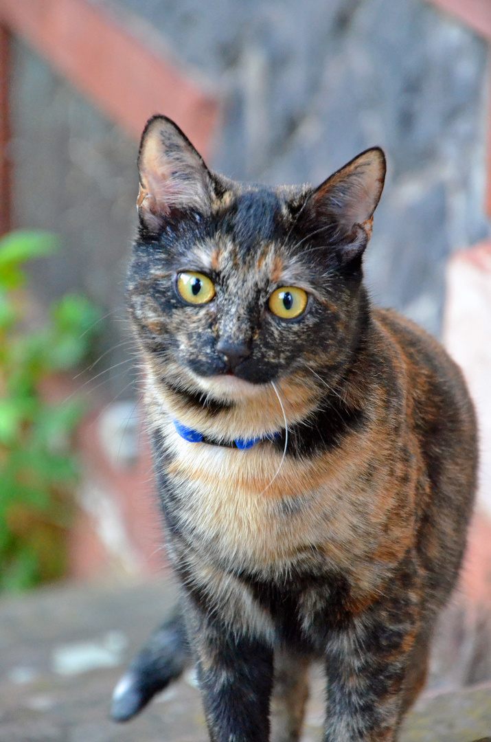 Bunte Katze