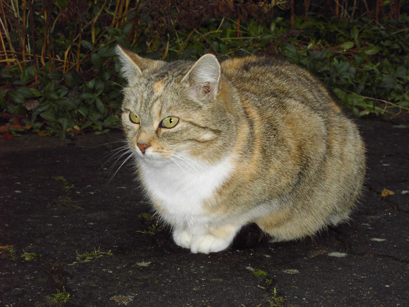 Bildergebnis für bunte katze