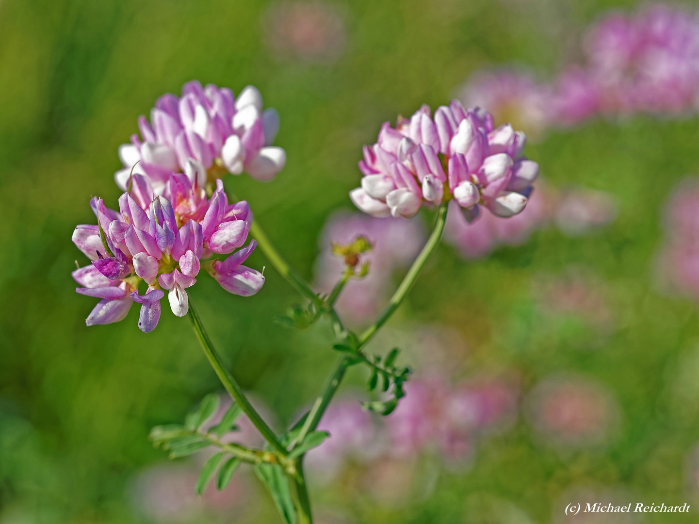 Bunte Kronwicke