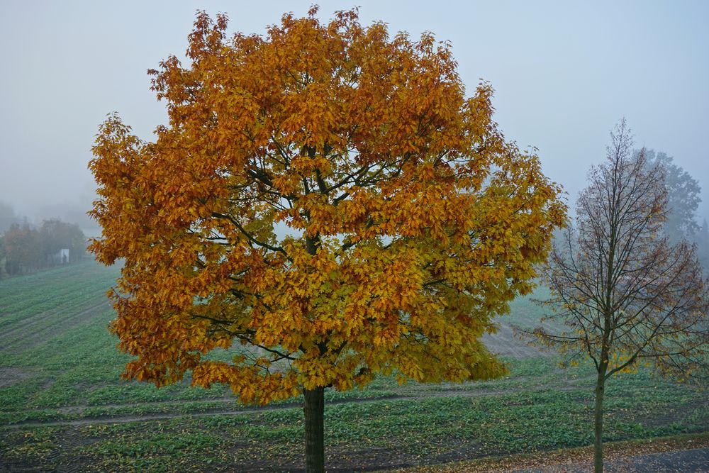 bunte Kugel