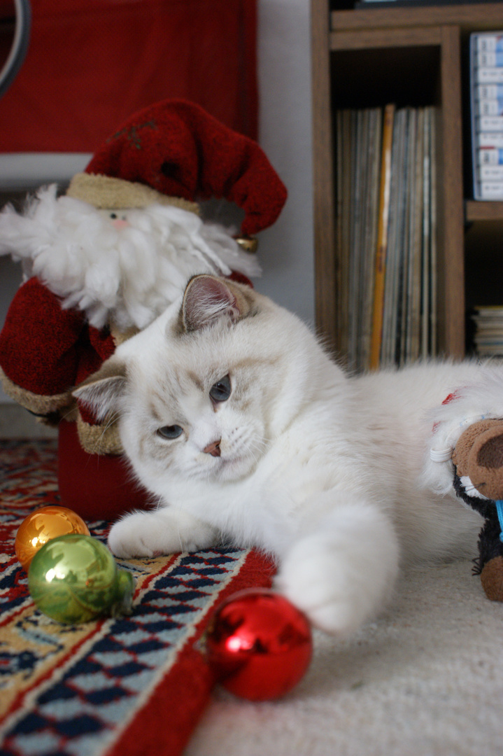 Bunte Kugeln Foto Bild Tiere Haustiere Katzen Bilder Auf Fotocommunity