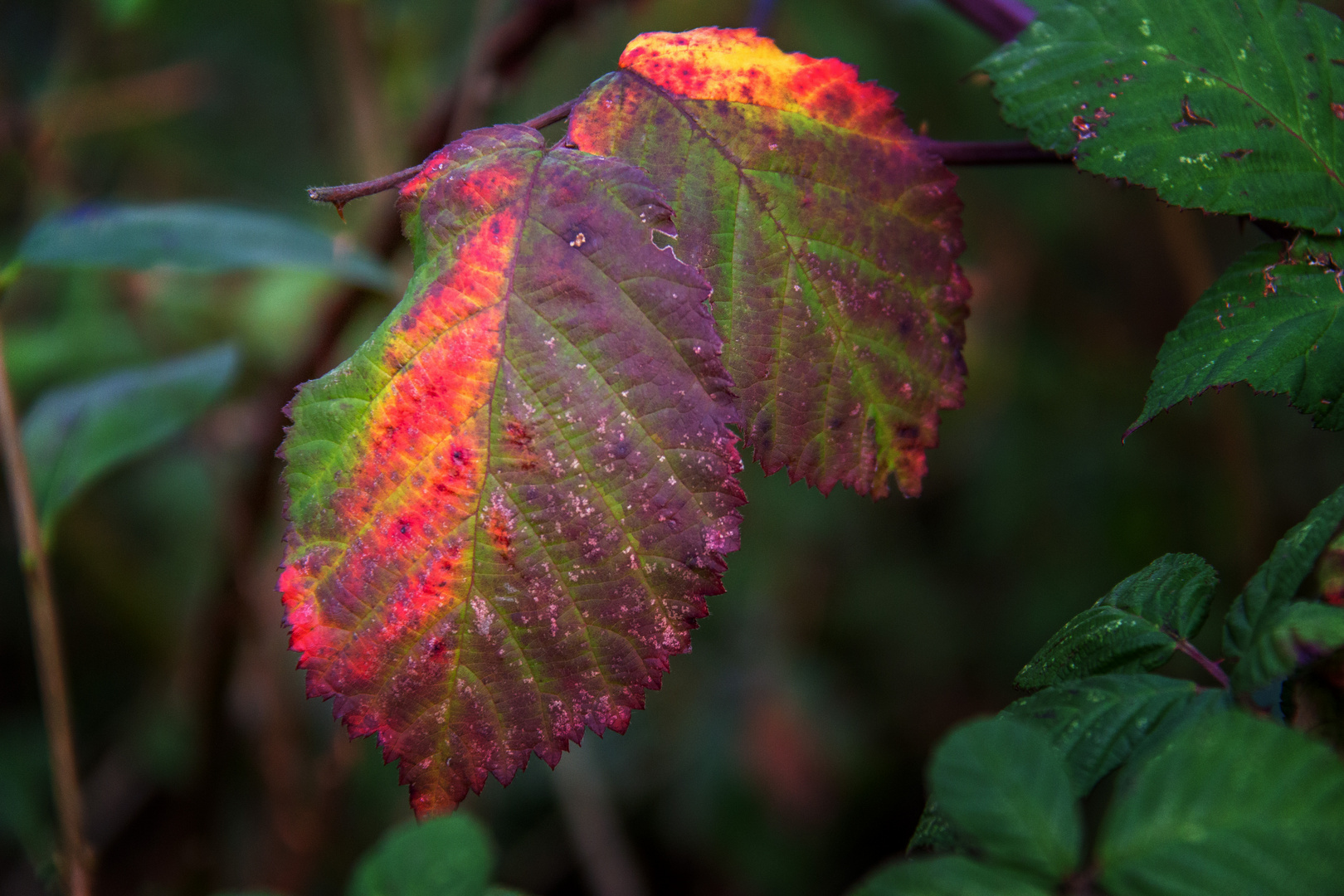 "Bunte Laune der Natur im Januar 2020"