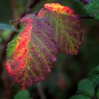 "Bunte Laune der Natur im Januar 2020"