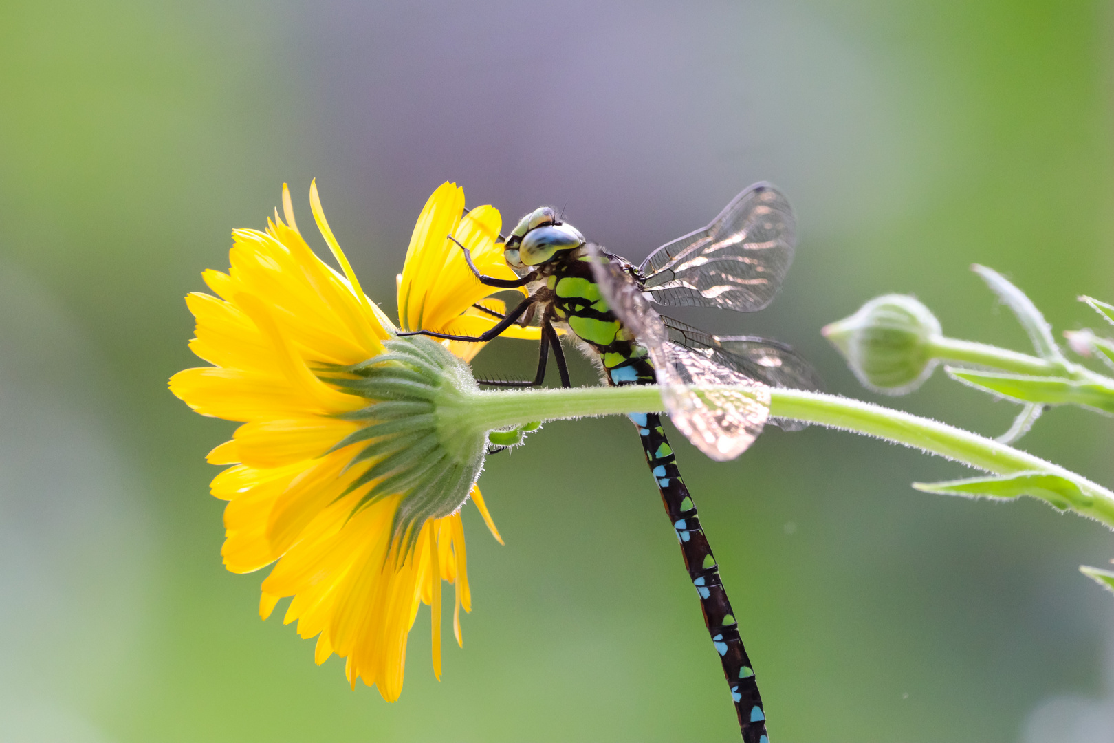 Bunte Libelle