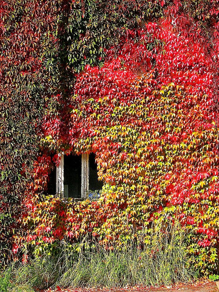 bunte Mauer