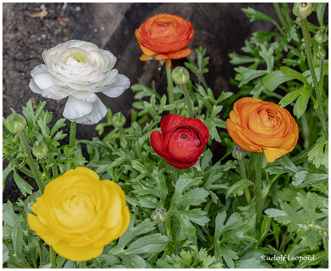 bunte Mittwochsblumen