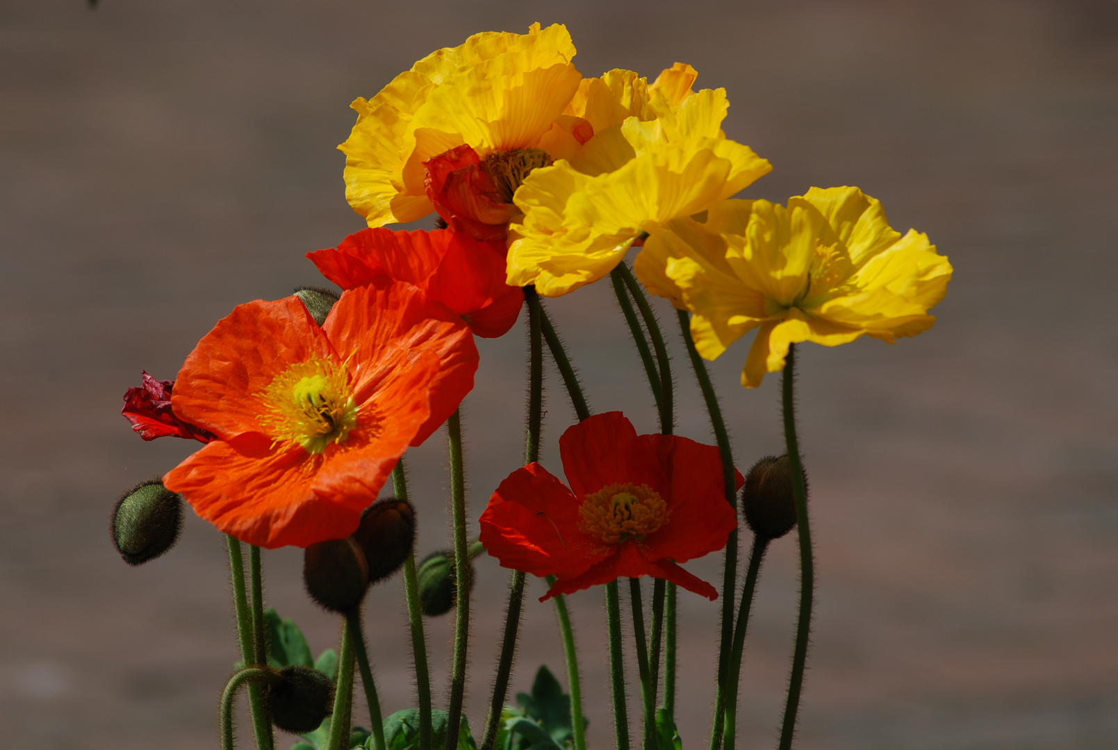 bunte Mohnblumen