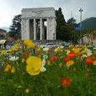 Bunte Mohnblumen in Bozen