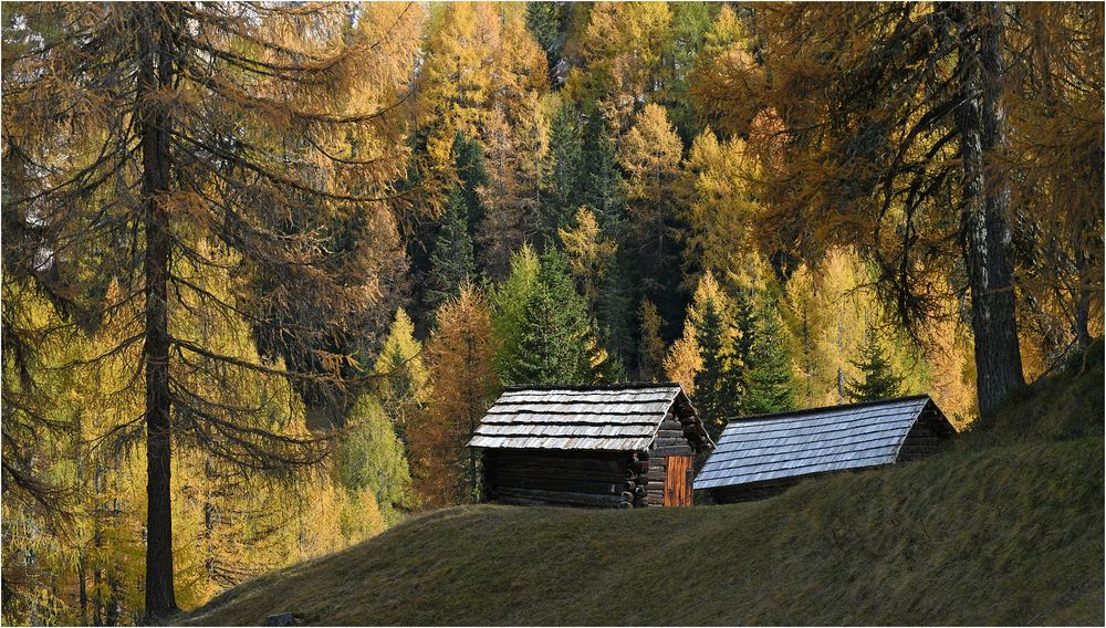 Bunte Nadelwälder