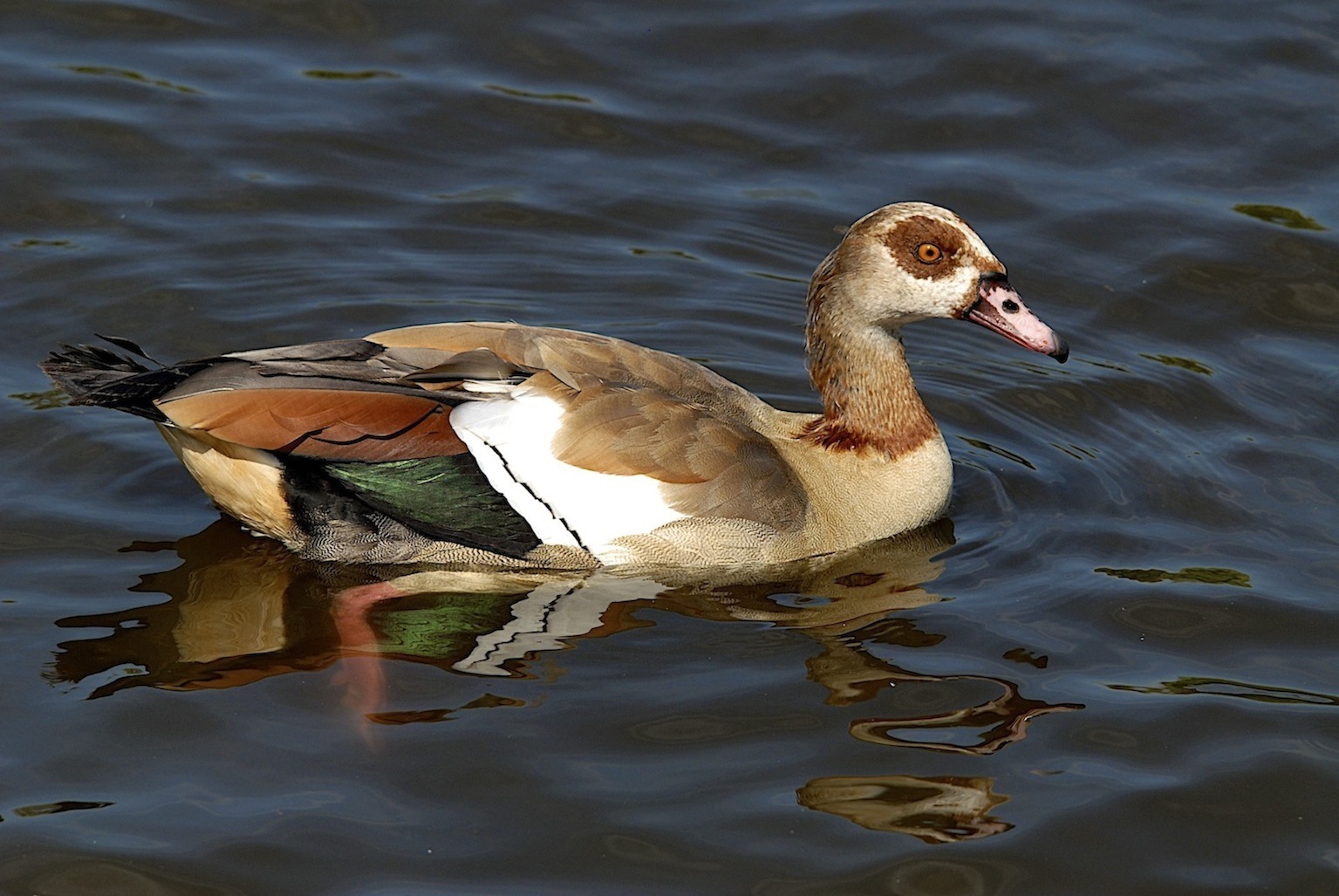 bunte nilgans