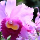 Bunte Orchidee #4