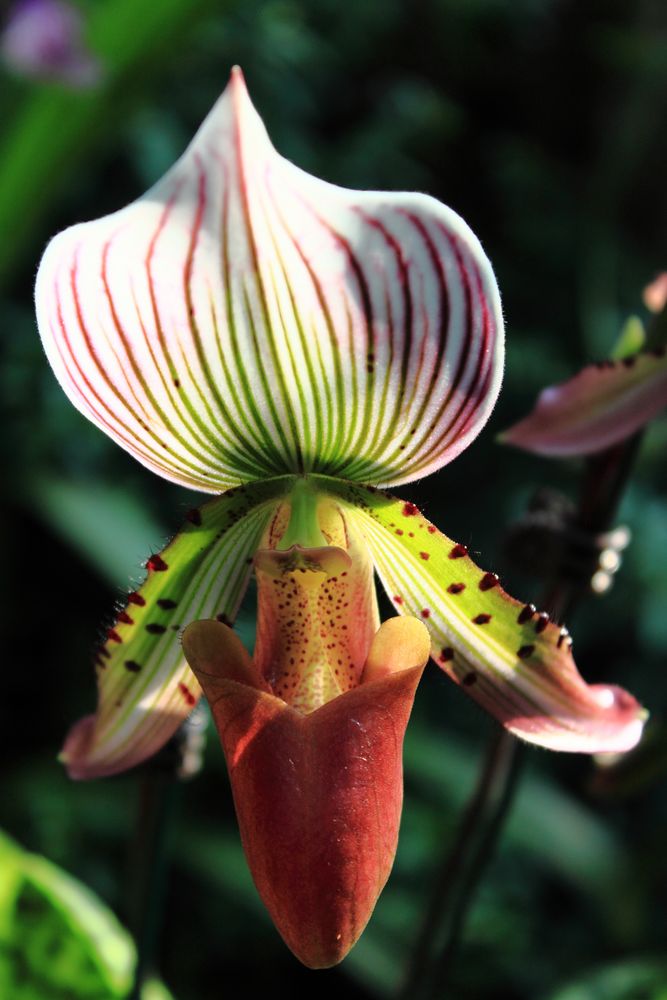 Bunte Orchidee #5