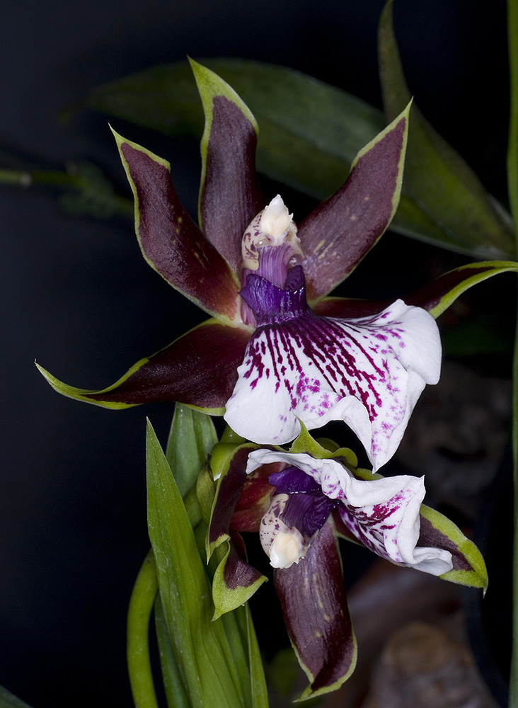 Bunte Orchidee