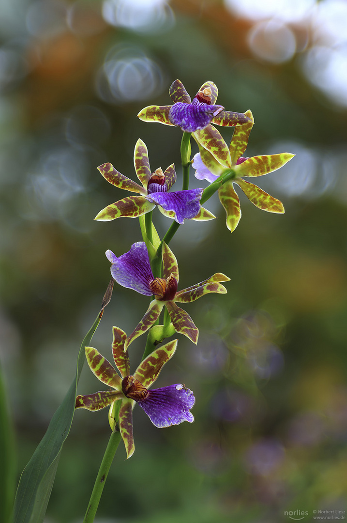Bunte Orchidee - Zygopetalum hybrid