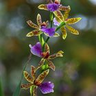 Bunte Orchidee - Zygopetalum hybrid