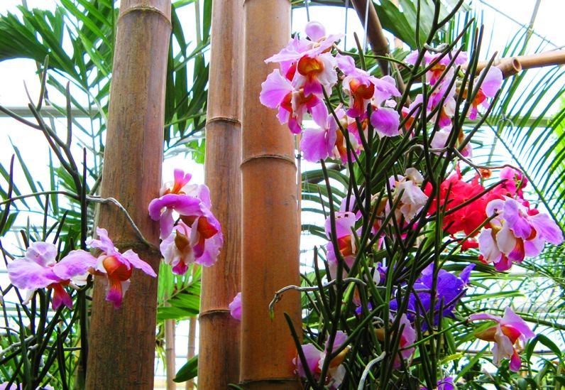 bunte Orchideen