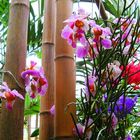 bunte Orchideen