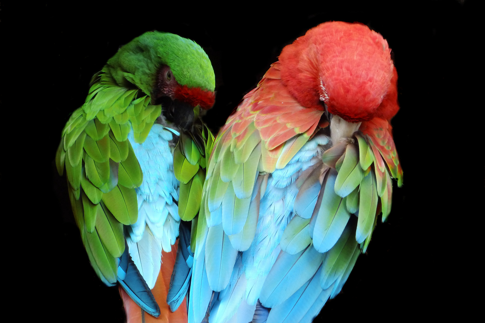 Bunte Papageien (c) Manuel Löhring Foto & Bild | tiere, wildlife, wild