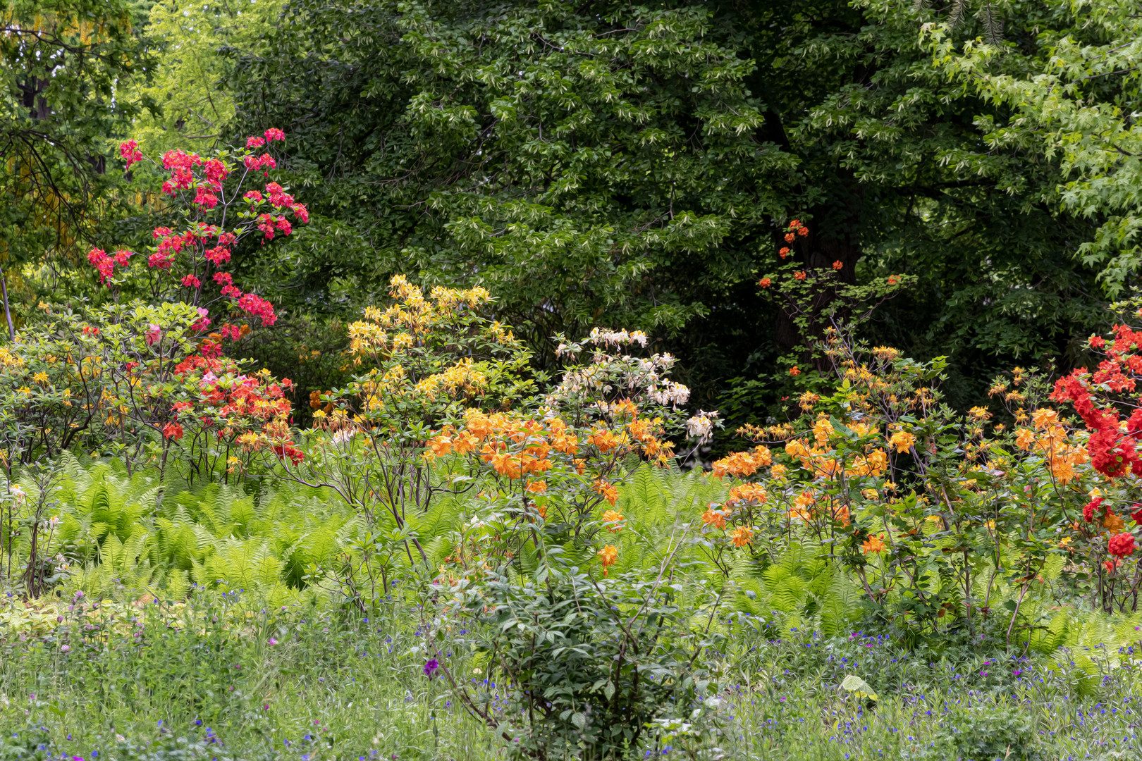 Bunte Pracht im Britzer Garten