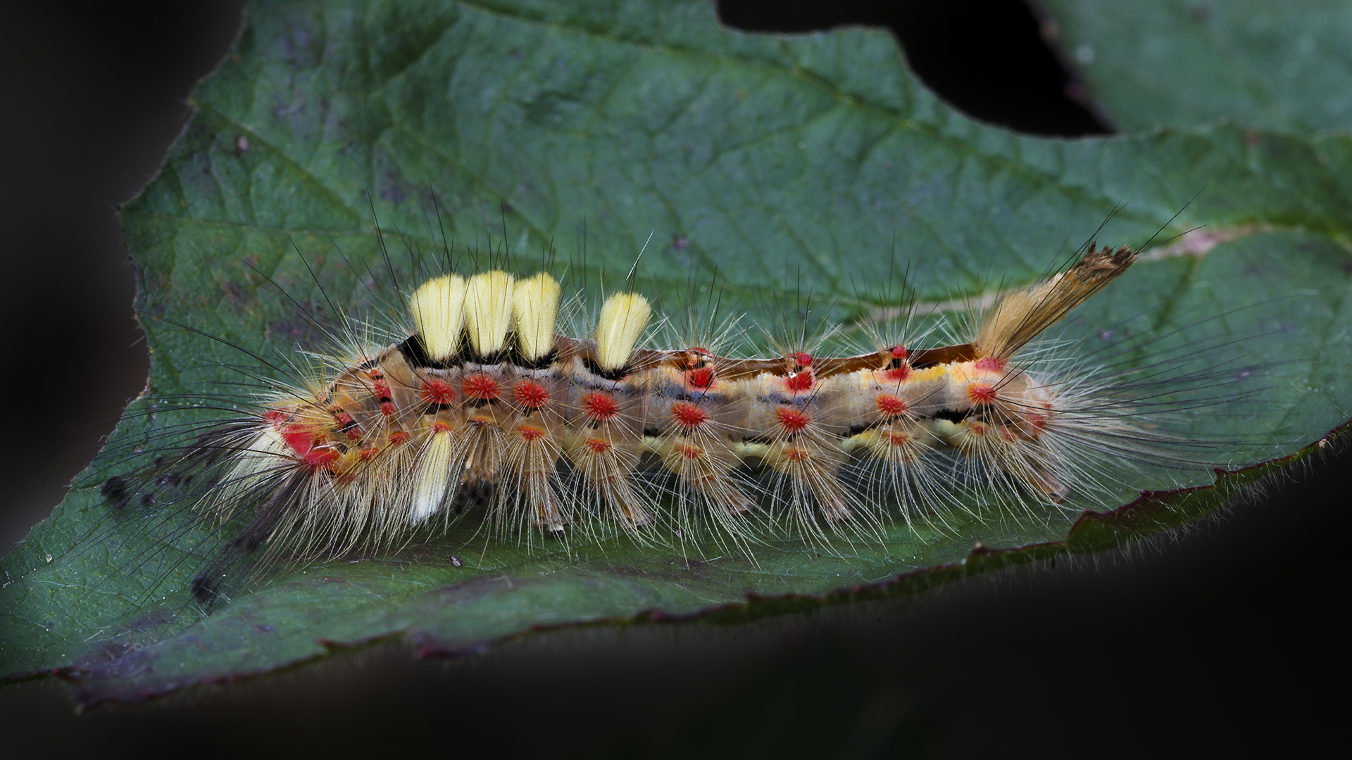 Bunte Raupe Foto & Bild | makro, natur, nahaufnahme Bilder auf