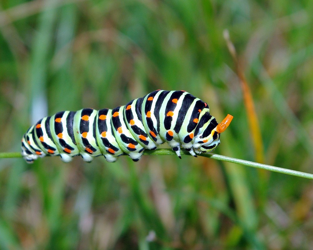 Bunte Raupe