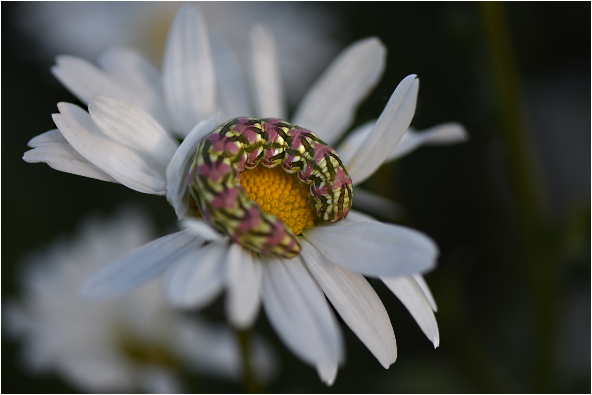 bunte Raupe auf Margeritenblüte