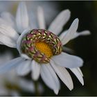 bunte Raupe auf Margeritenblüte