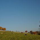 Bunte Rinder auf farbenfroher Weide