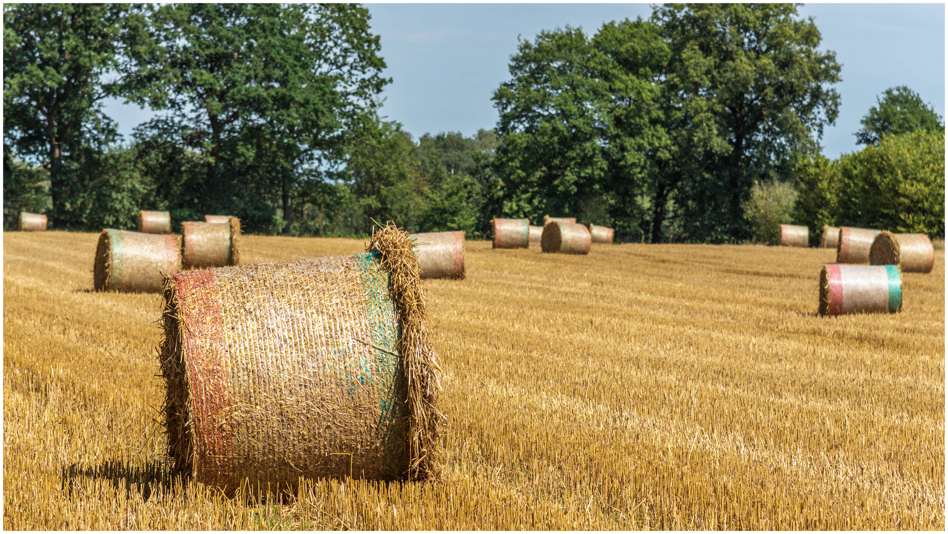 bunte Rollen