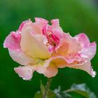 Bunte Rose
