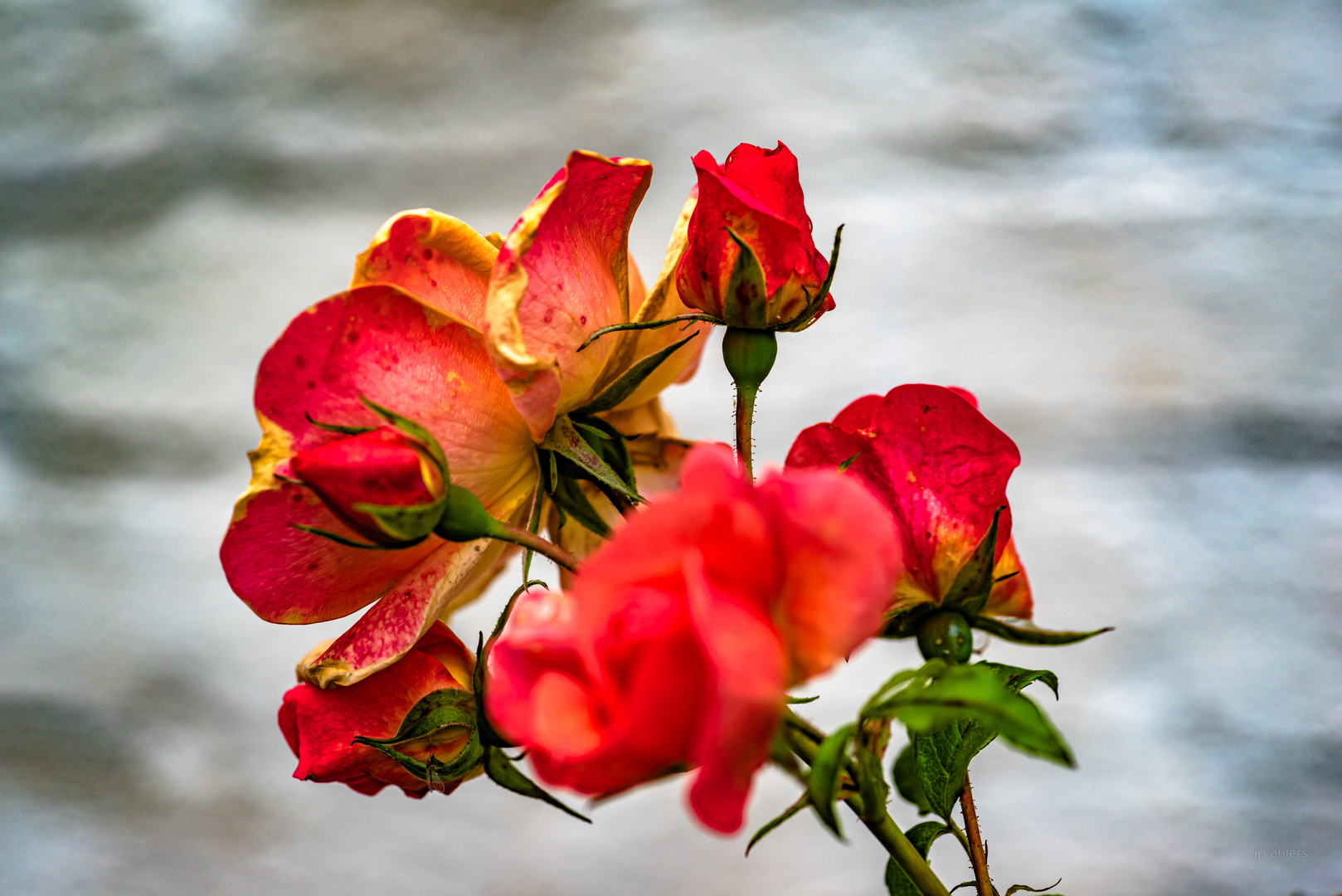 Bunte Rose vor weißer Wand