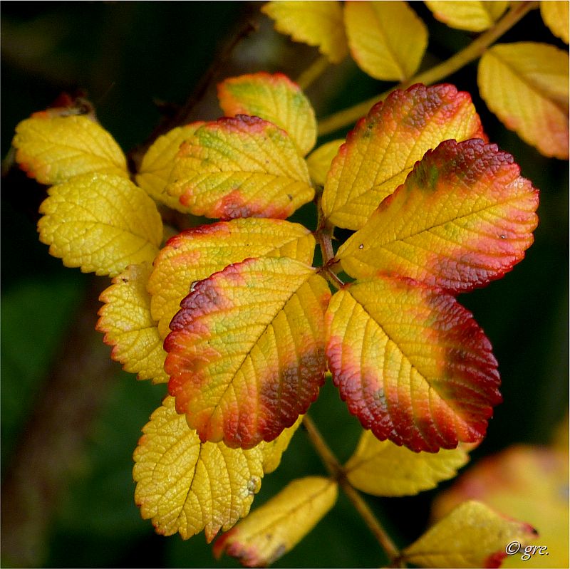 Bunte Rosenblätter