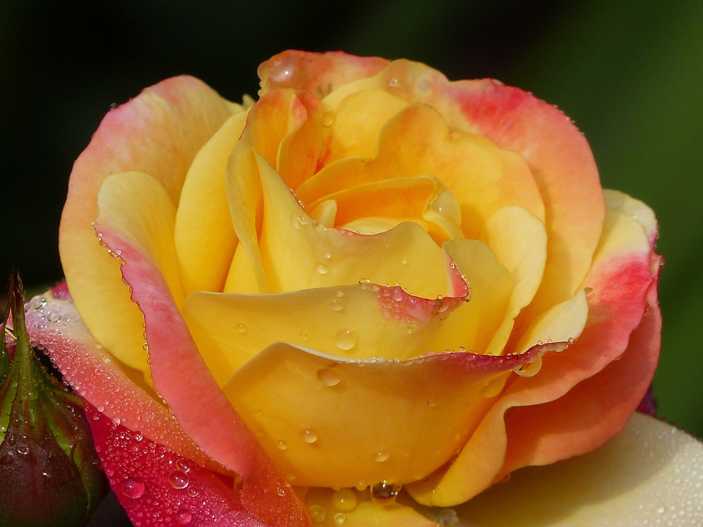 . Bunte Rosenblüte - Foto &amp; Bild | pflanzen, pilze &amp; flechten, blüten ...