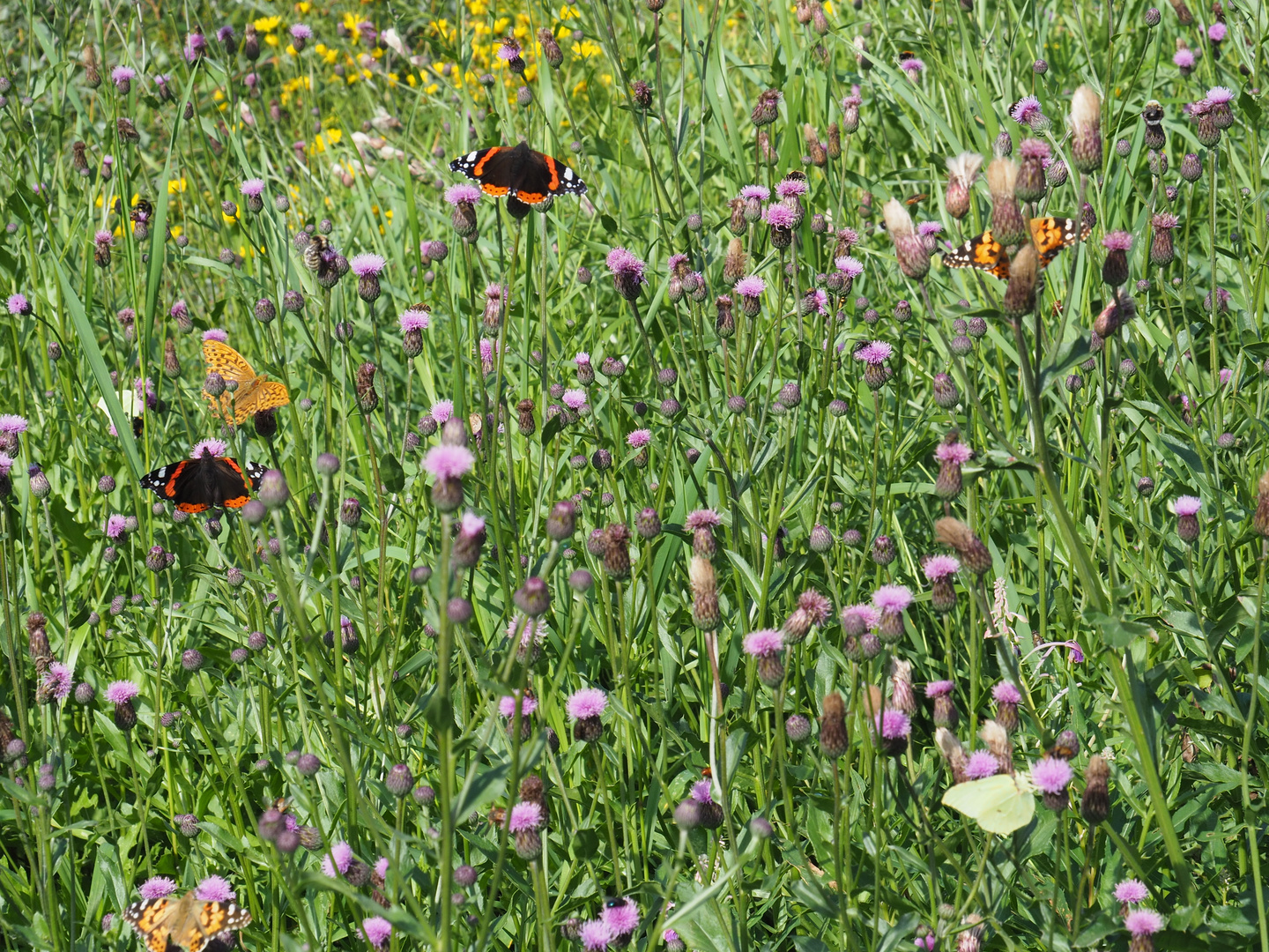 Bunte Schmetterlingswiese