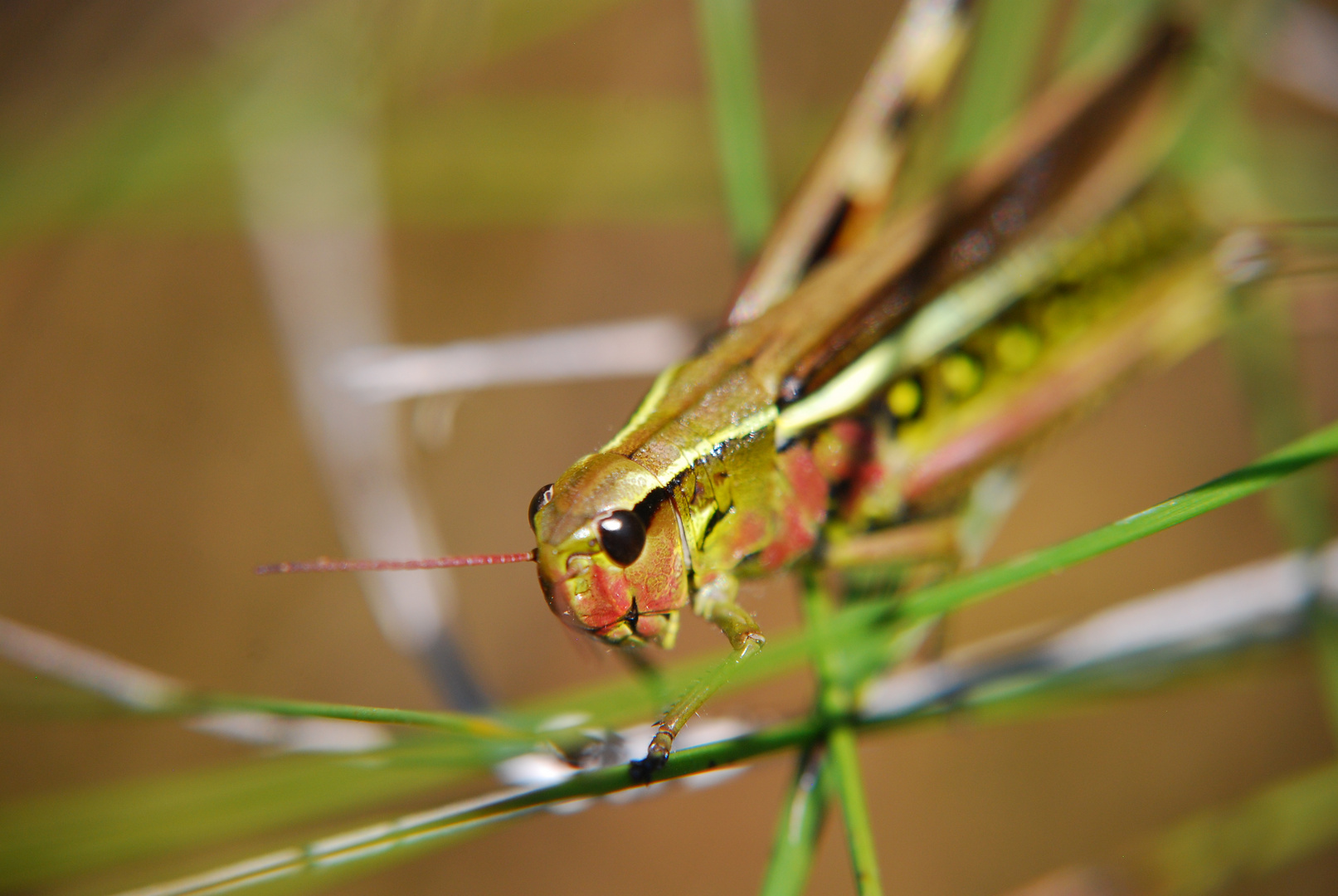 Bunte Schrecke im Moor