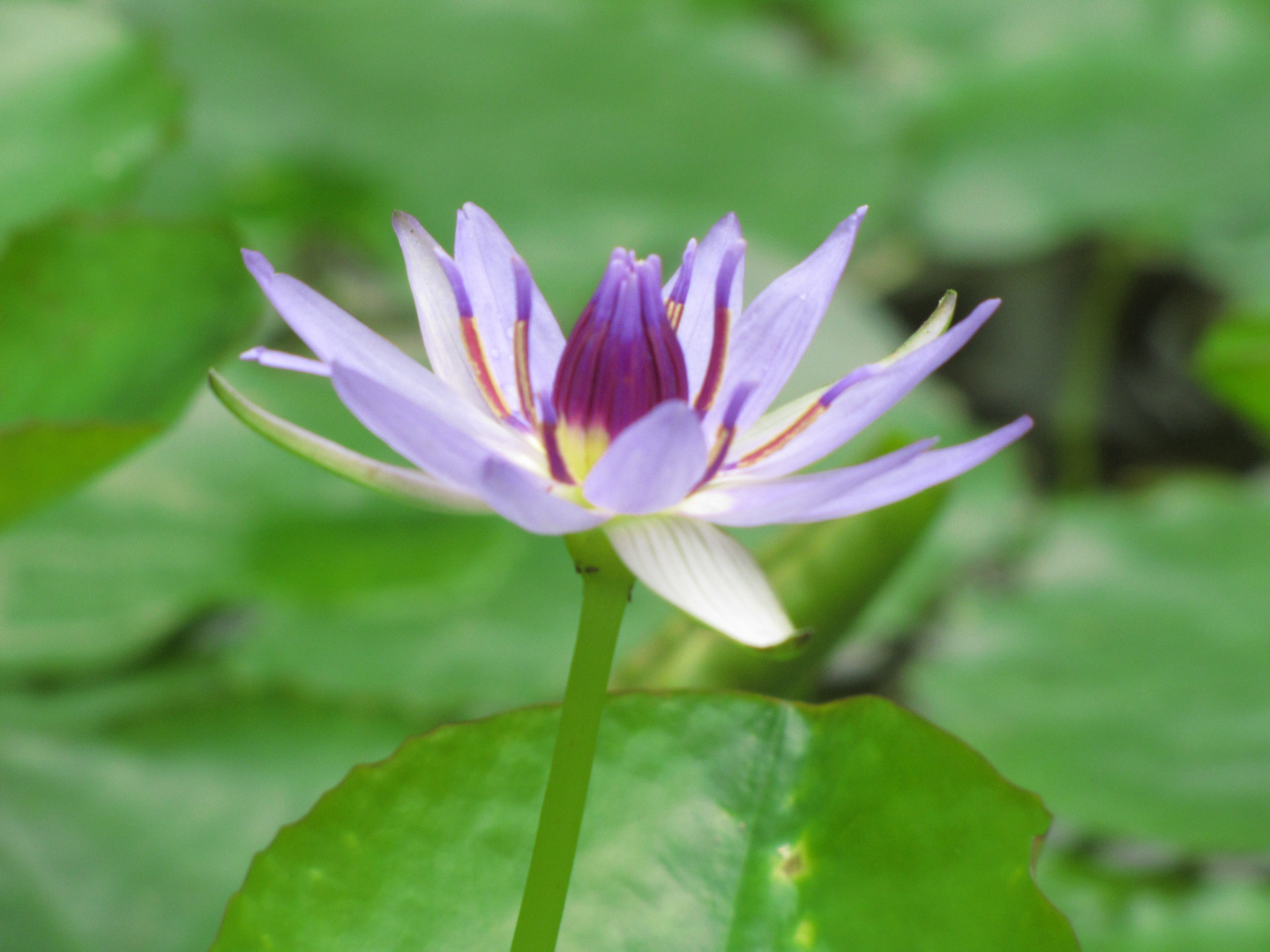 Bunte Seerose (nymphaea colorata) im Botanischen Garten in Göttingen