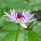 Bunte Seerose (nymphaea colorata) im Botanischen Garten in Göttingen